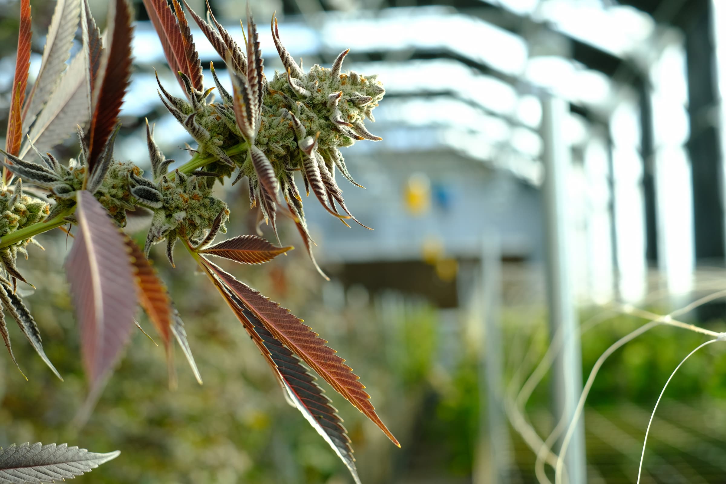 Missoula Cannabis Menu Collective Elevation Dispensary